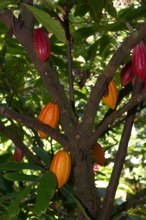 Cacao-tree