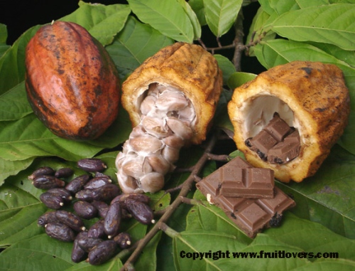 CacaoPods2_001